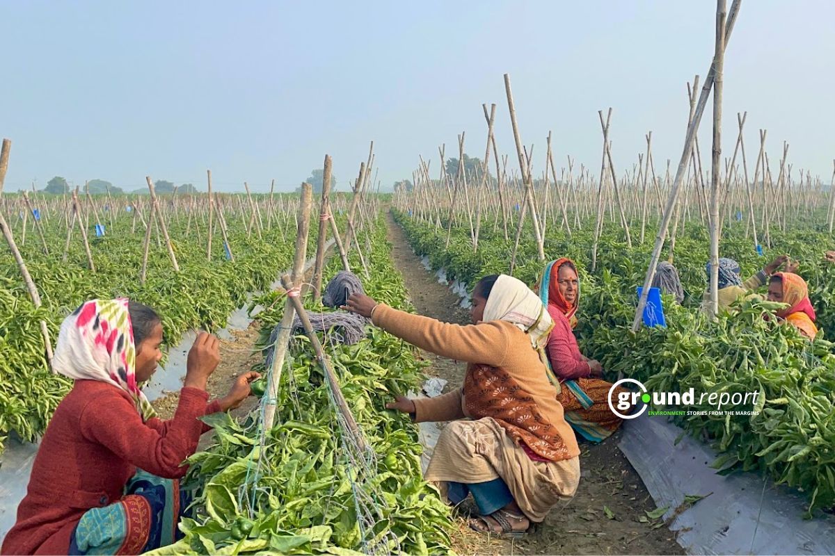 Tribal Women working in a vegetable farm