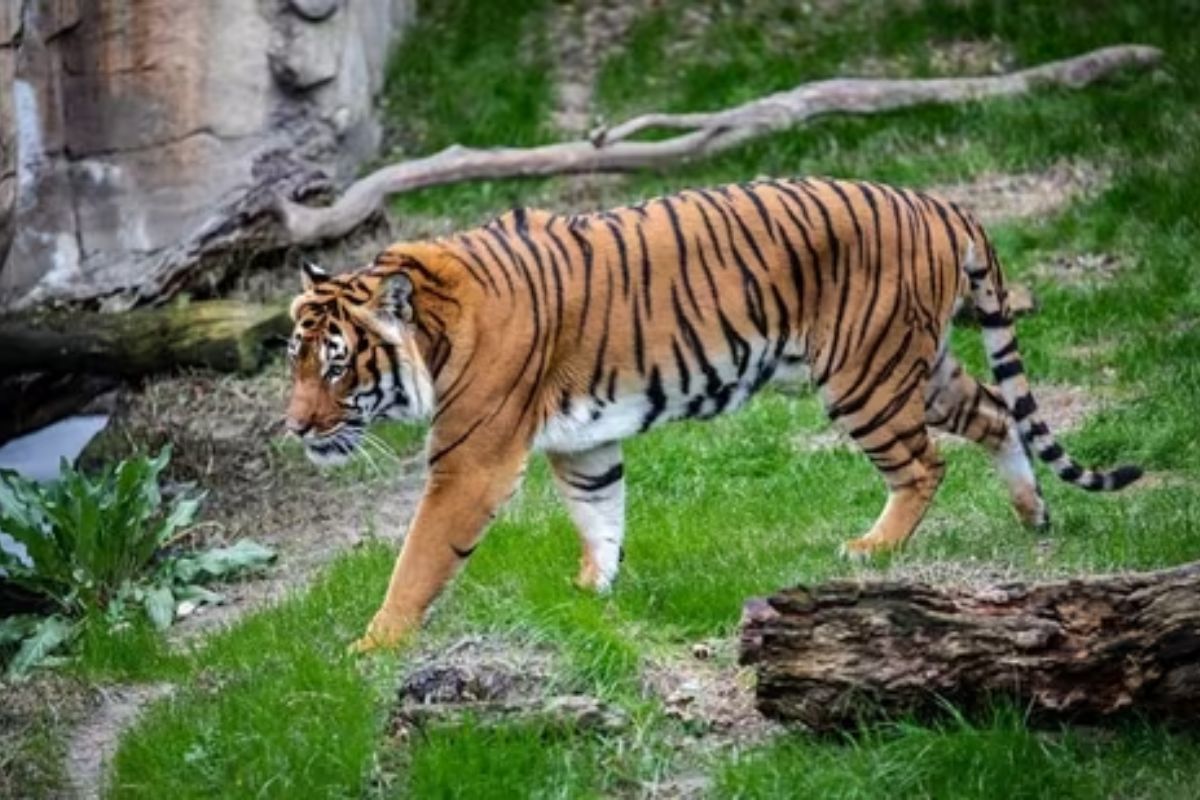 Tigers, Leopard die of bird flu at Nagpur zoo; red alert issued