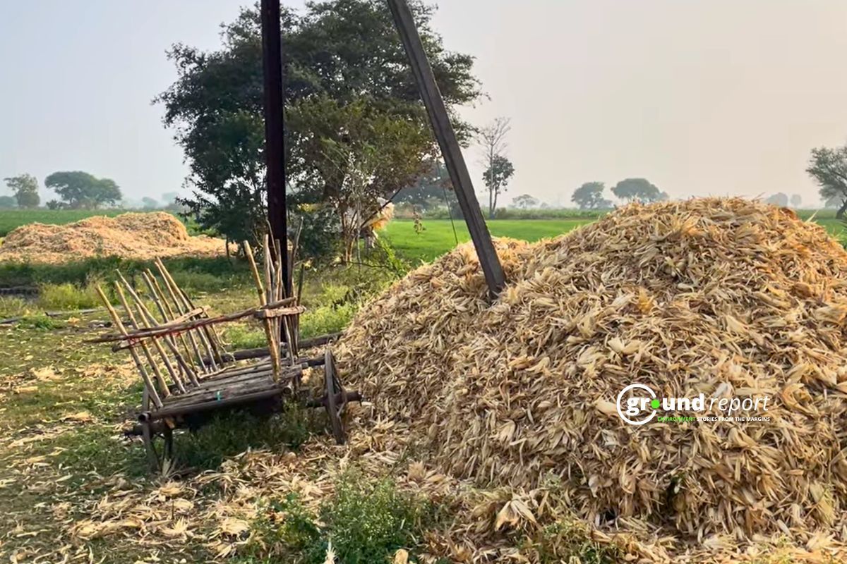 Maize husk lying in the field in a village in Chhindwara