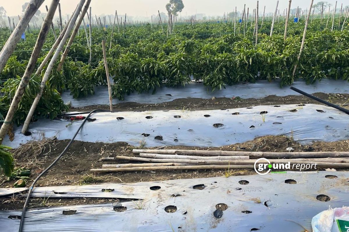 Mulching sheet in a vegitable farm in Chhindwara