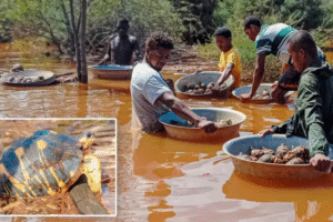 Thousands of endangered tortoises rescued after Madagascar floods