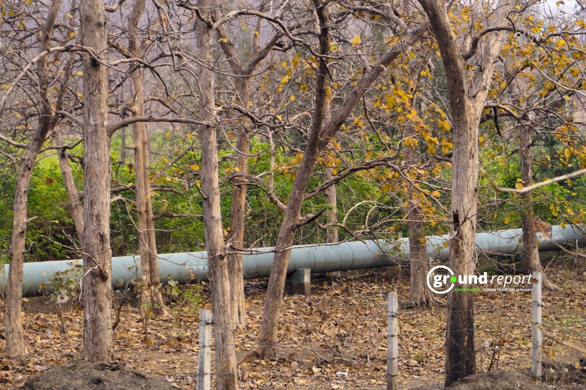 NTCA flags tiger habitat risk in MP's Morand-Ganjal dam project