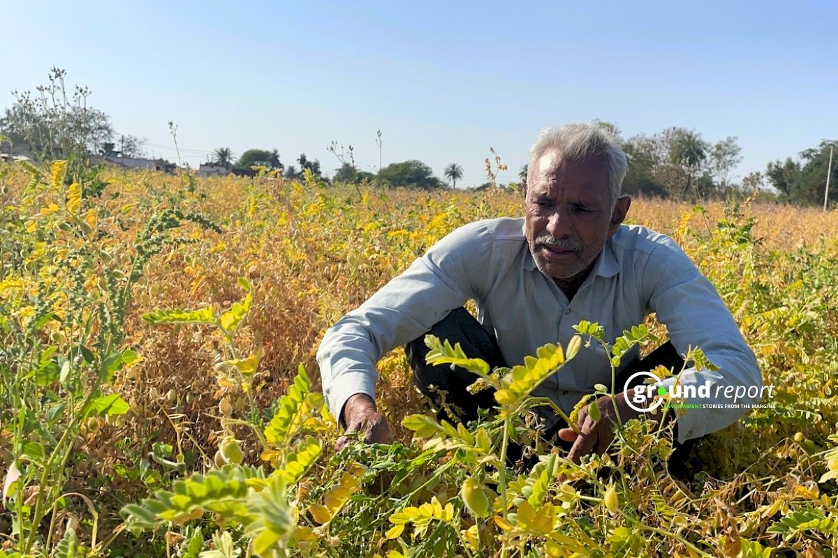 Phool Singh a farmer in Nilbad, Ichawar village, showing his destroyed chickpea crop
