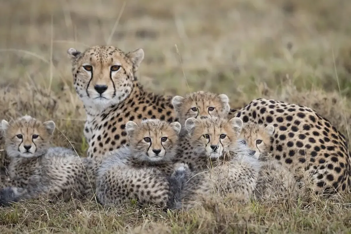 Project Cheetah in Kuno National Park faces ethical concerns: study