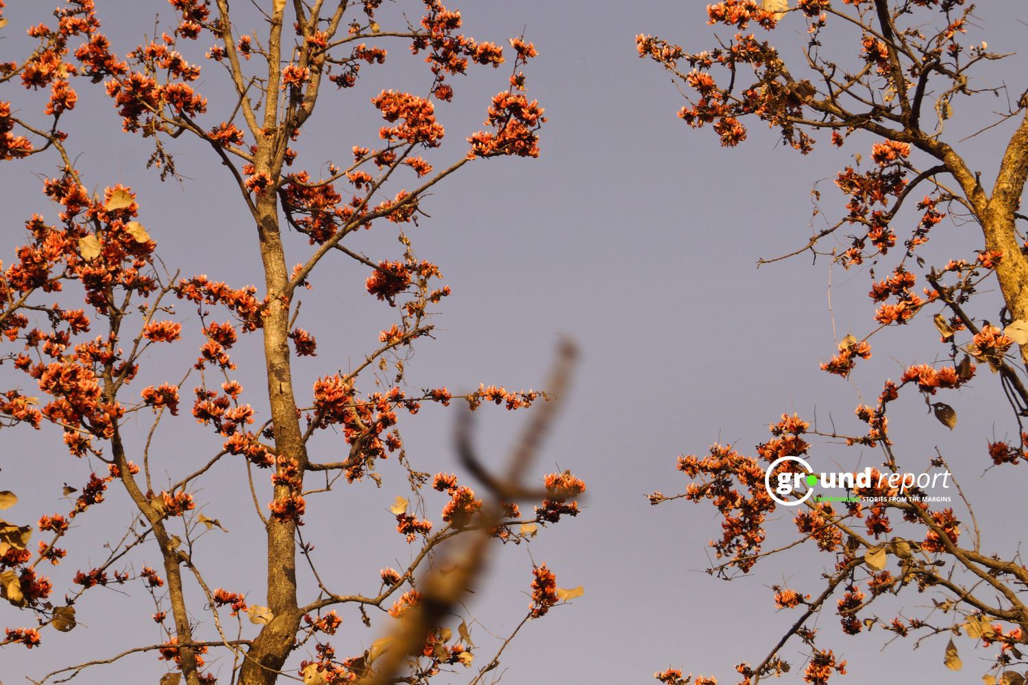 Flowers bloom in the Palash tree in the month of March in Budhni, Madhya Pradesh