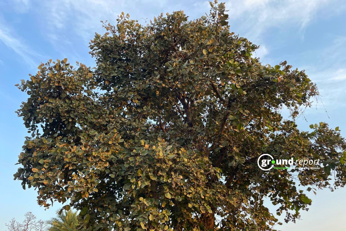 Palash Tree in Madhya Pradesh