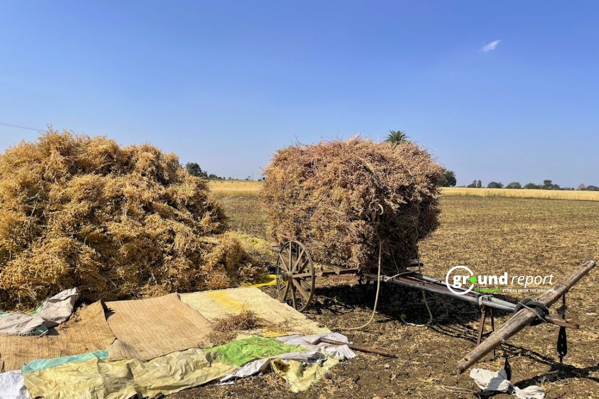 Farmers transporting their chickpea harvest in Nilbad, Ichawar