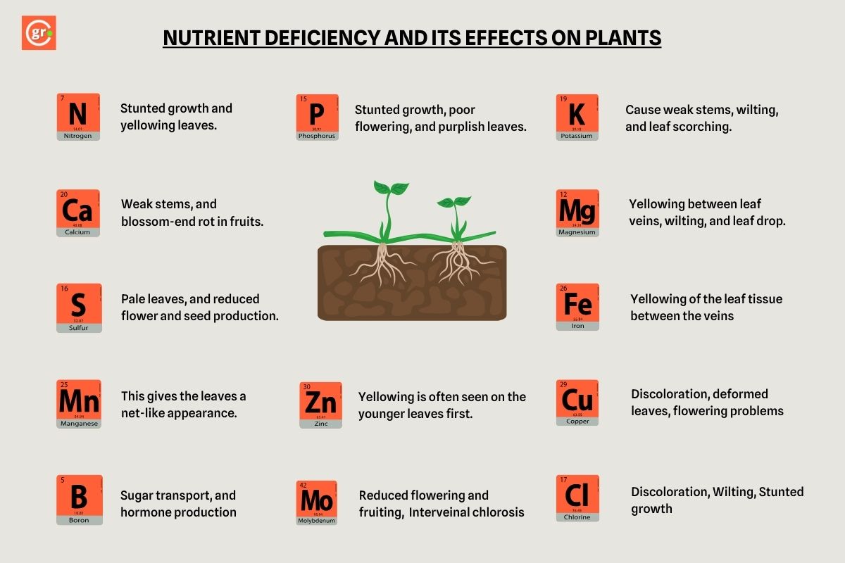 Nutrient deficiency in soil impacts crop diagram