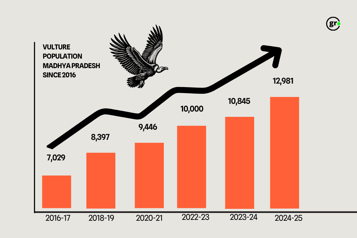 Vulture population in Madhya Pradesh in 2025 census