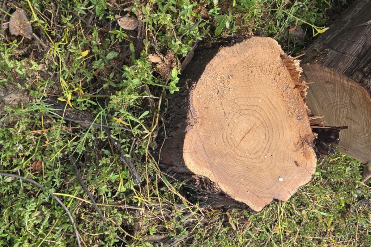 Deforestation in Bhopal