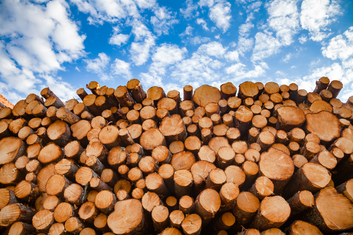 "We have too many trees! we need logging!"—Trump’s take on wildfires