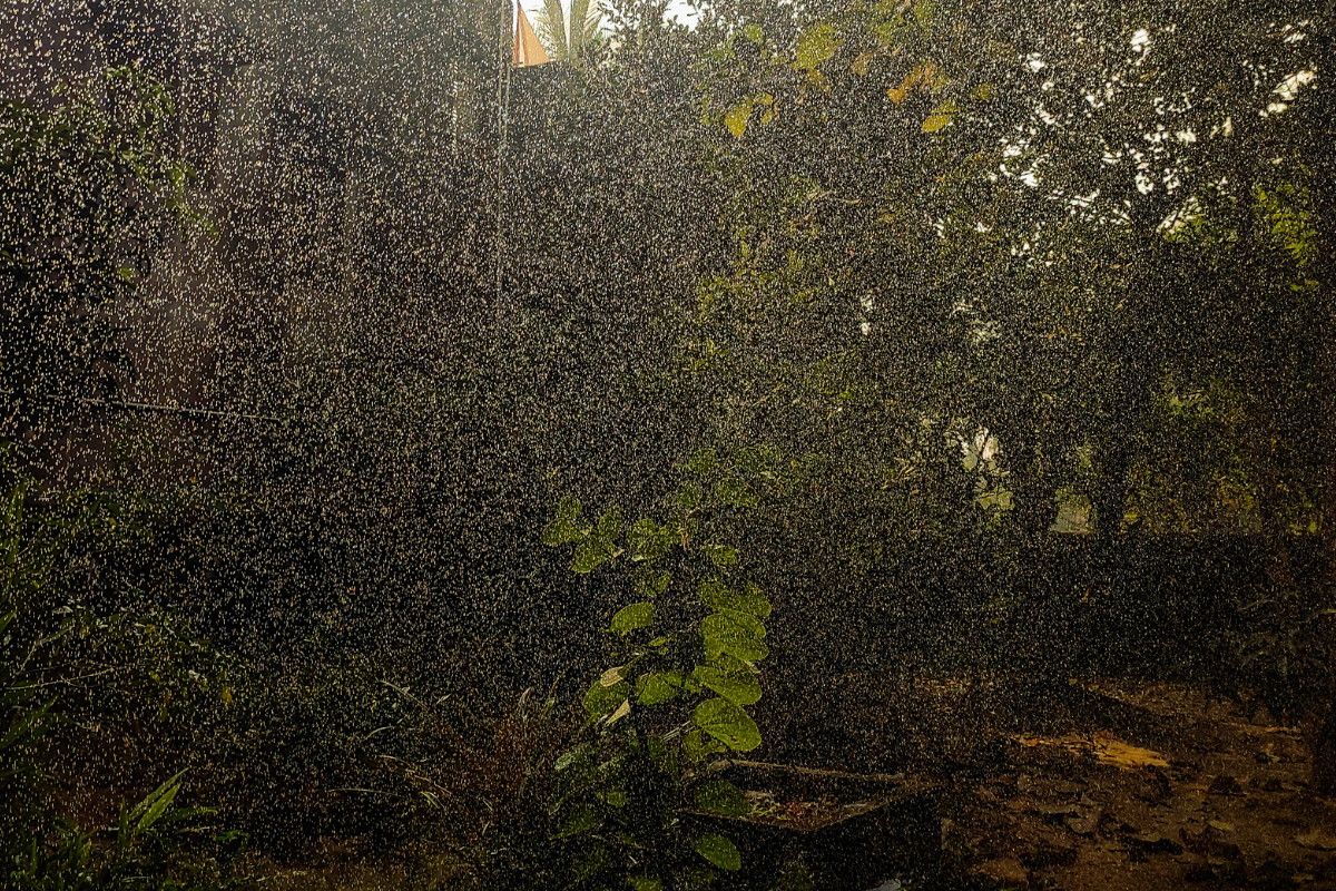 Petrichor Explained: What causes the earthy smell after rain?