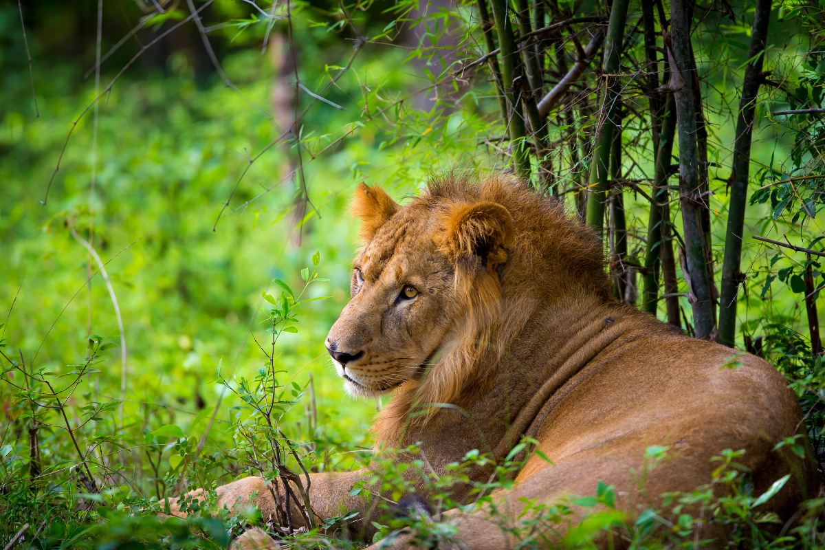 286 lions, 456 leopards died in Gujarat over two years: Govt
