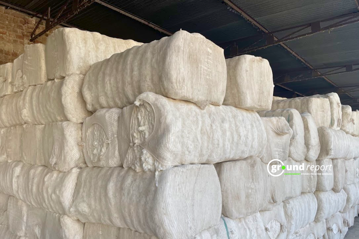 Cotton bales
