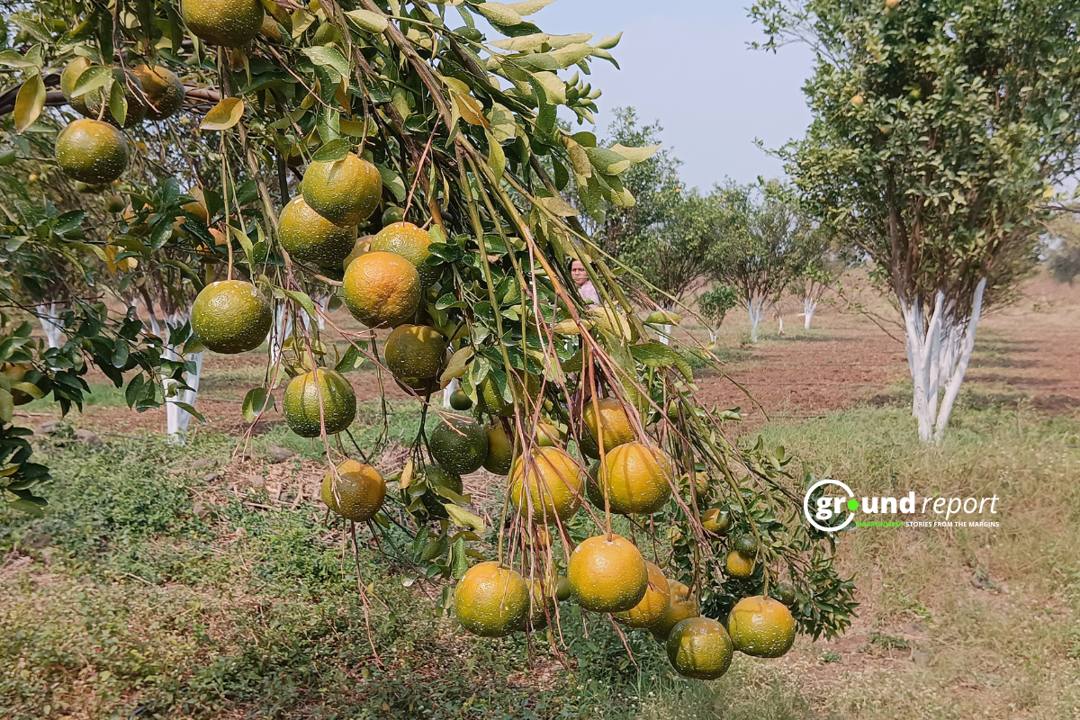orange climate change