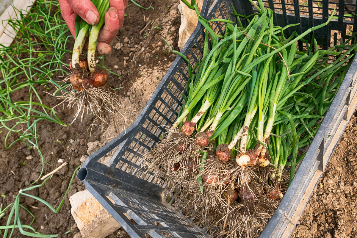 Relief for onion farmers as government lifts export duty