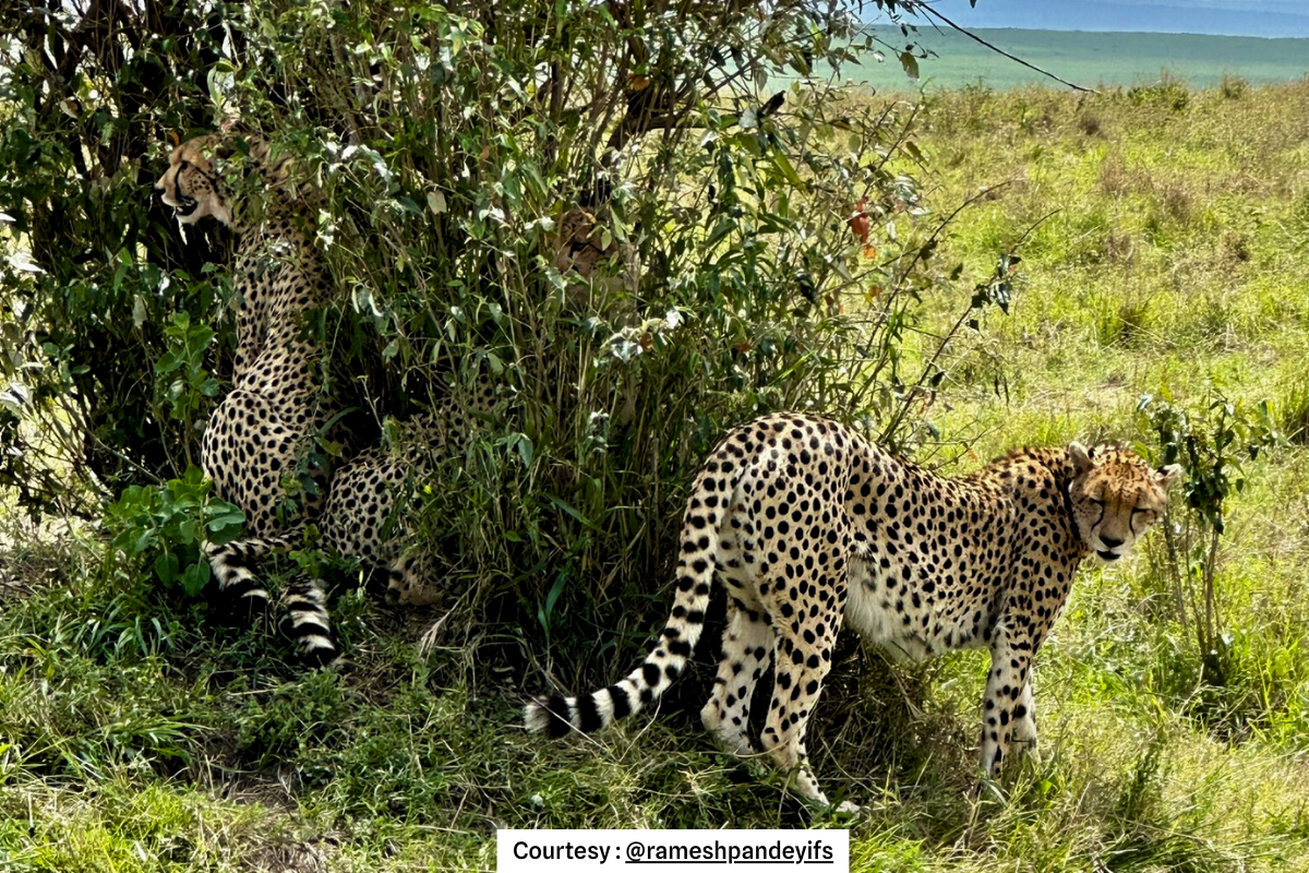 Project Cheetah and Corridor