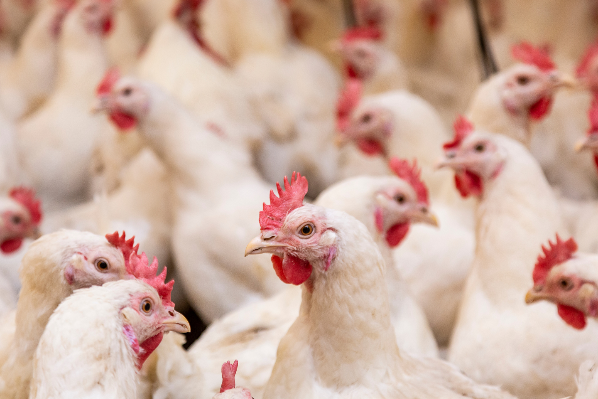 Two-yr-old Andhra girl dies of H5N1, India’s first case since 2021