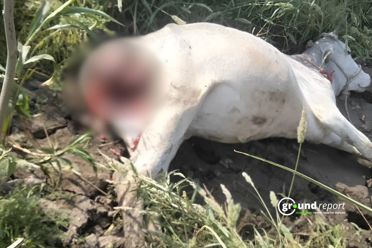 animal hunted cattel water crisis in jungle