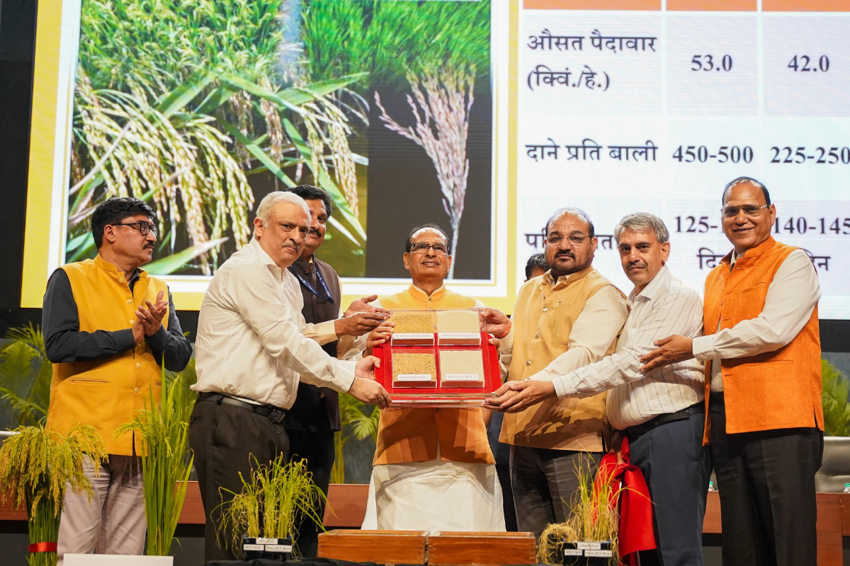 How new rice seeds help farmers save time and water