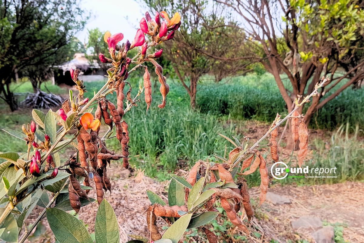 masoor crop in MP