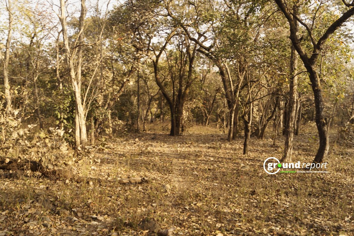 Shahabad Forests Cutting in Madhya Pradesh