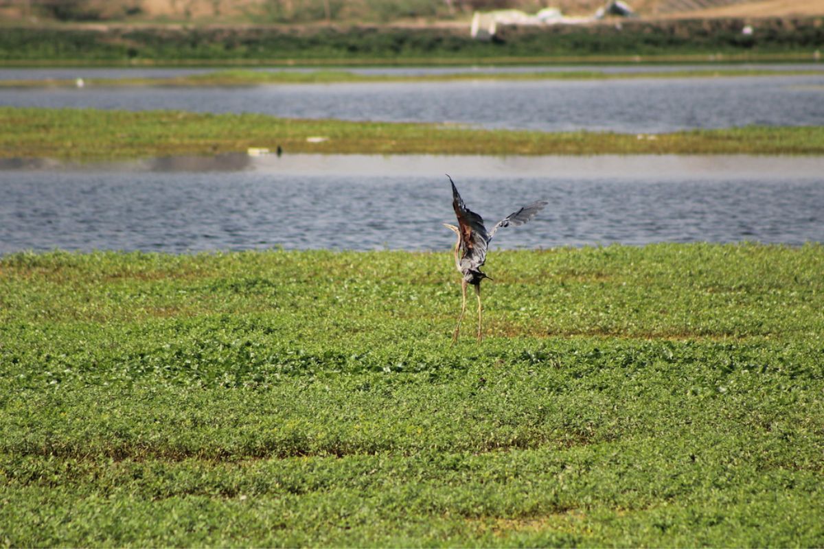 World Environment Day: Two wetlands in Rajasthan added to Ramsar sites