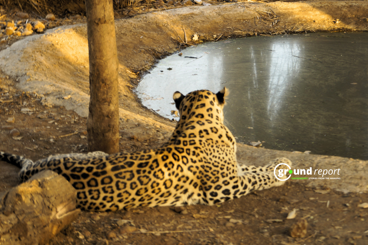 A leopard rests beside a shrinking waterhole inside a central Indian forest reserve.