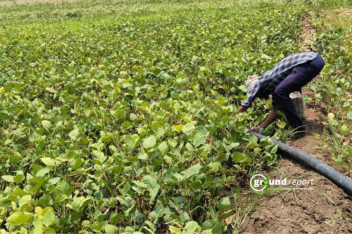 Madhya Pradesh Opens MSP Window for Moong, Urad, Register by June 15