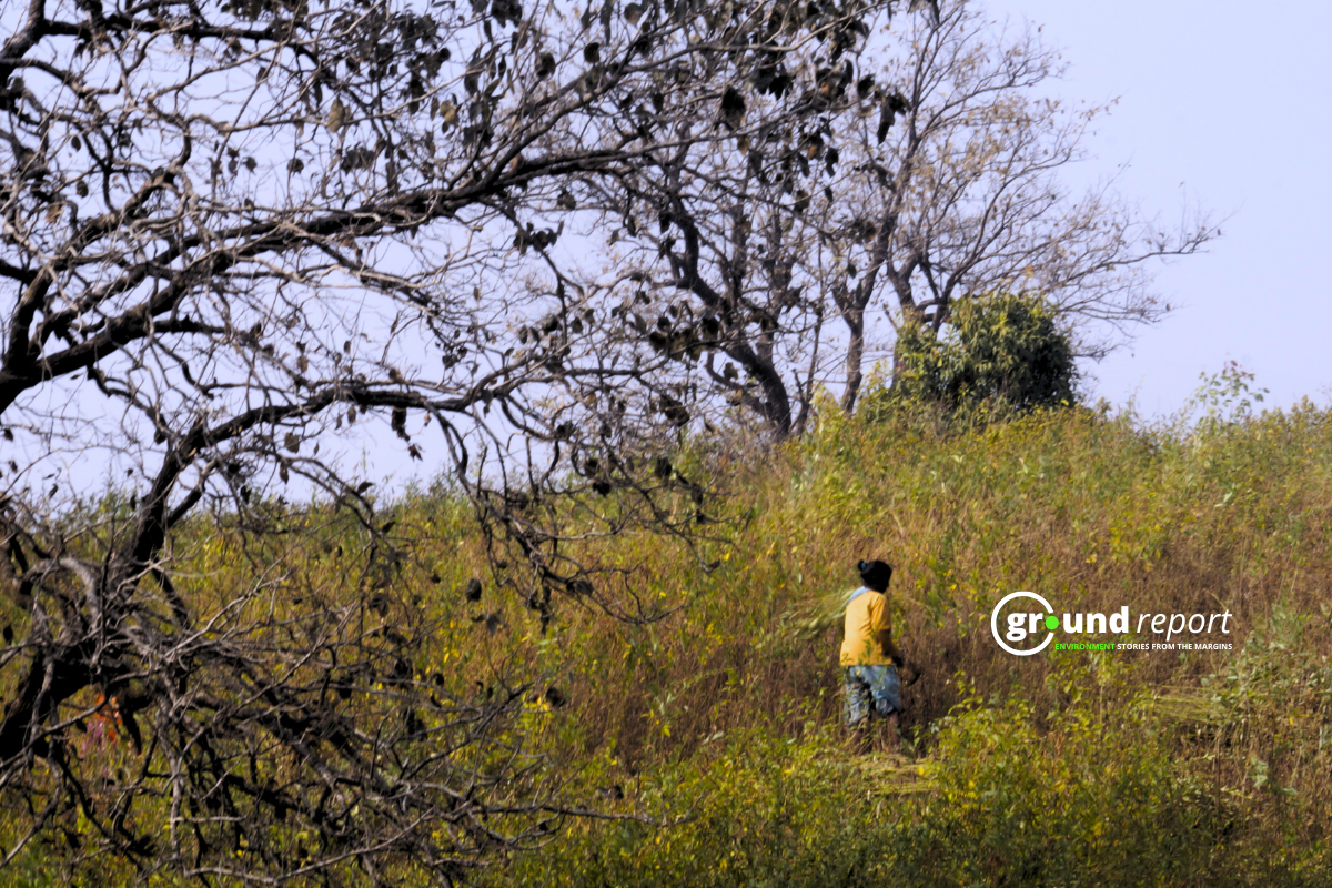 19 Lakh Forest Rights Claims Rejected, 7.6 Lakh Still Pending: Govt in Lok Sabha