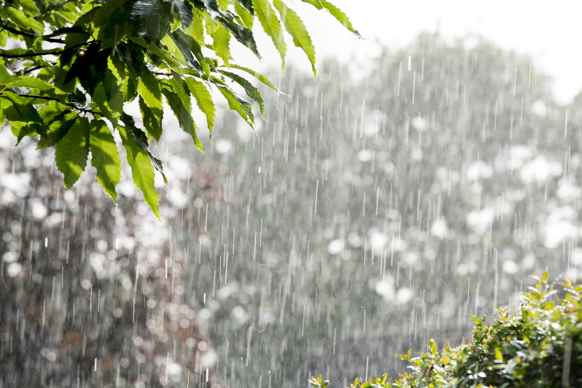 Heavy Rains Lash Madhya Pradesh: Alerts Issued in 15+ Districts