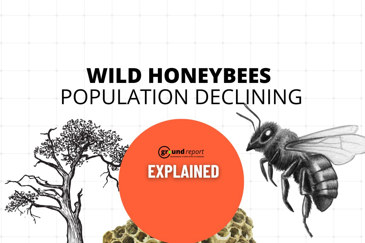 wild honey bees india