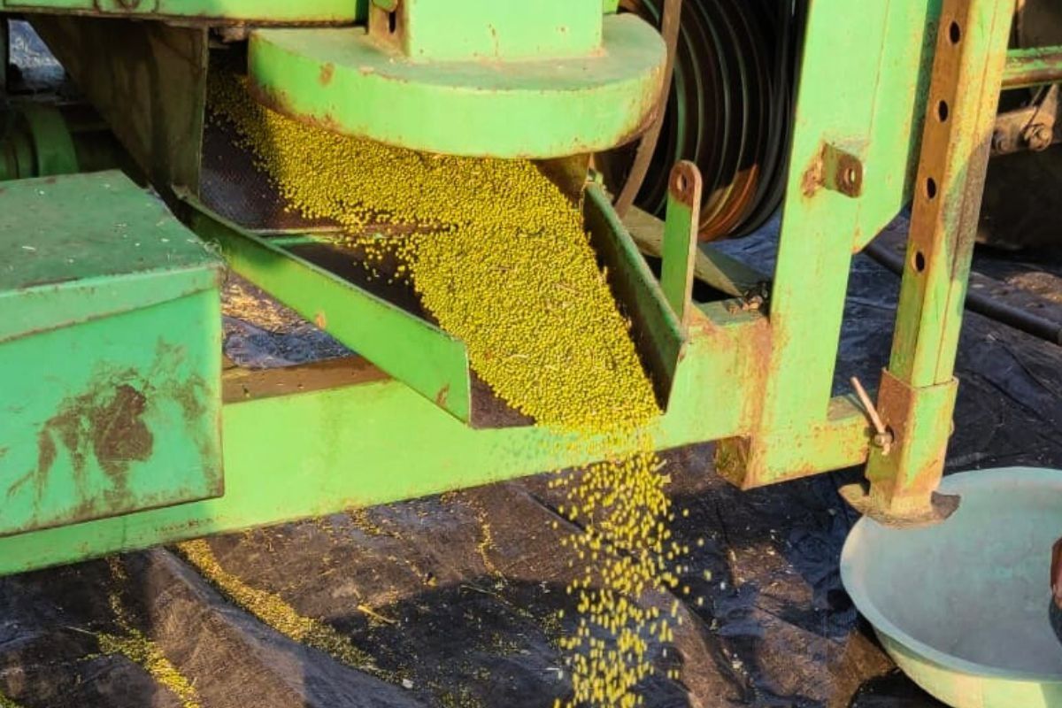 Moong Procurement in MP 2026