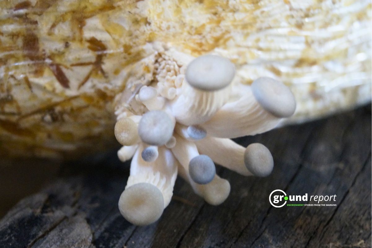 Mushroom Sprout in a wheat husk bag