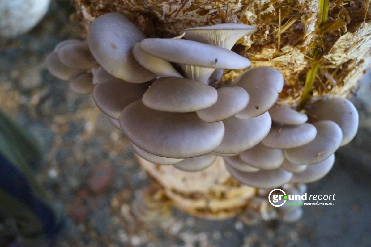 Mushroom Farming in Bihar Muzaffarpur