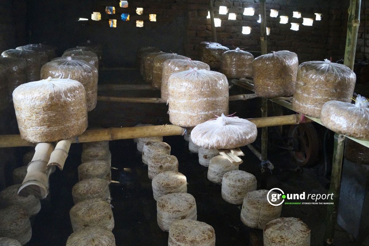 Mushroom Farm Inside House in Bihar