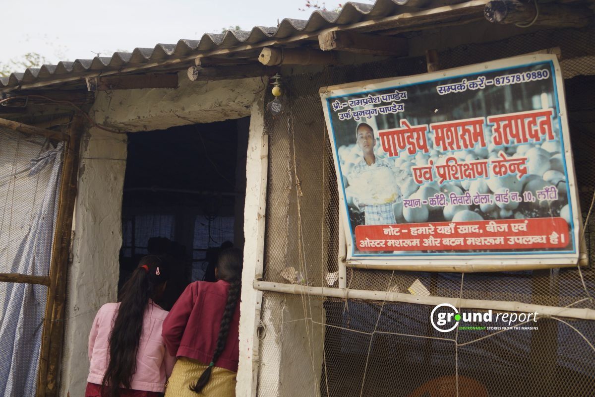 Pandey Mushroom Production Muzaffarpur Bihar