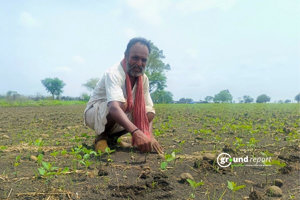 Rajgarh: Faulty Seeds, Erratic Weather Force Farmers to Re-sow Crops