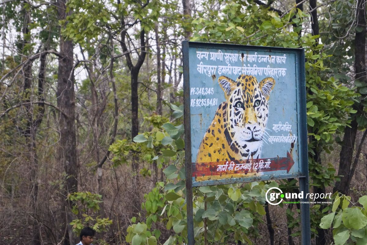 Budget 2026: Wildlife Funding Doubled, Experts Say It’s Inadequate