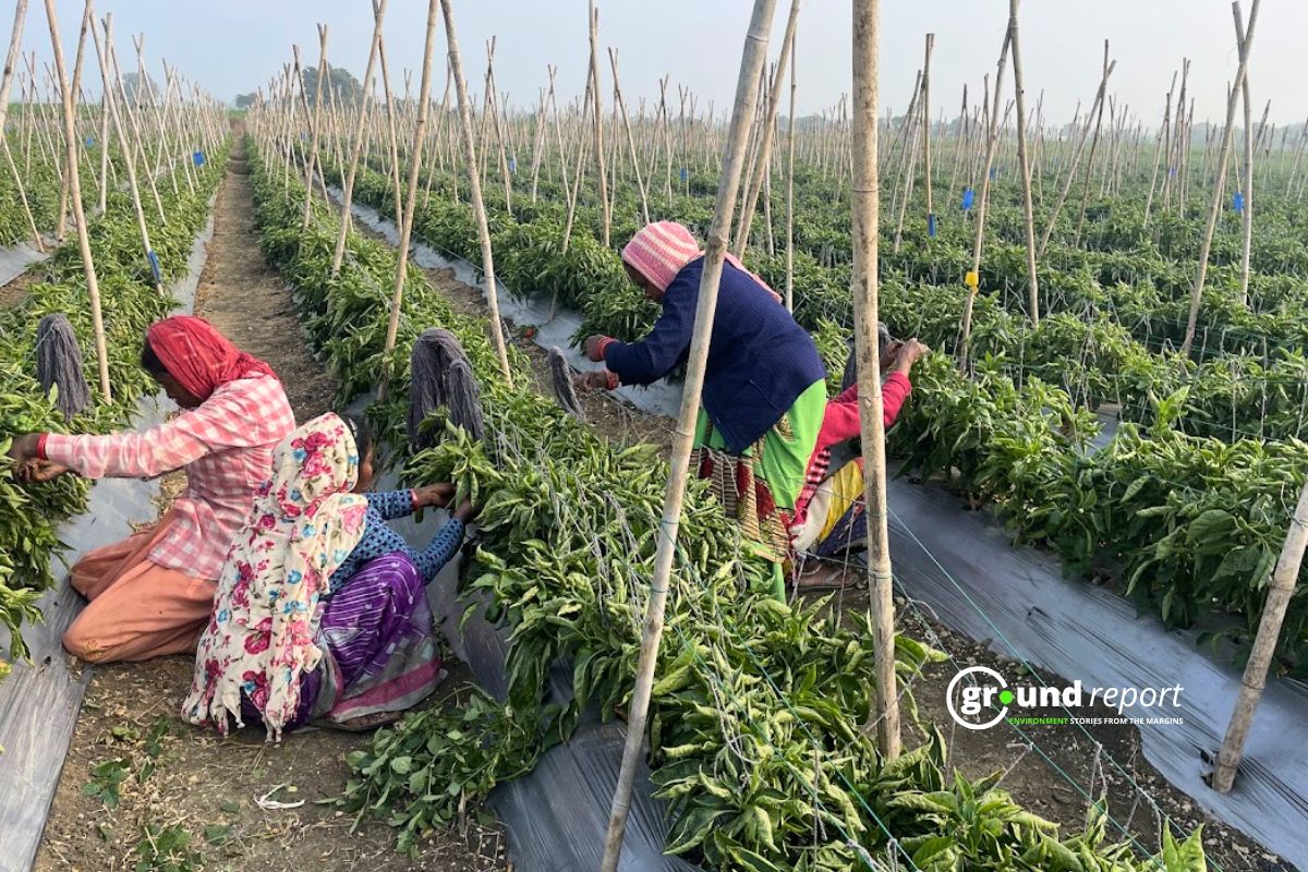 Women workers in the vegetable farm