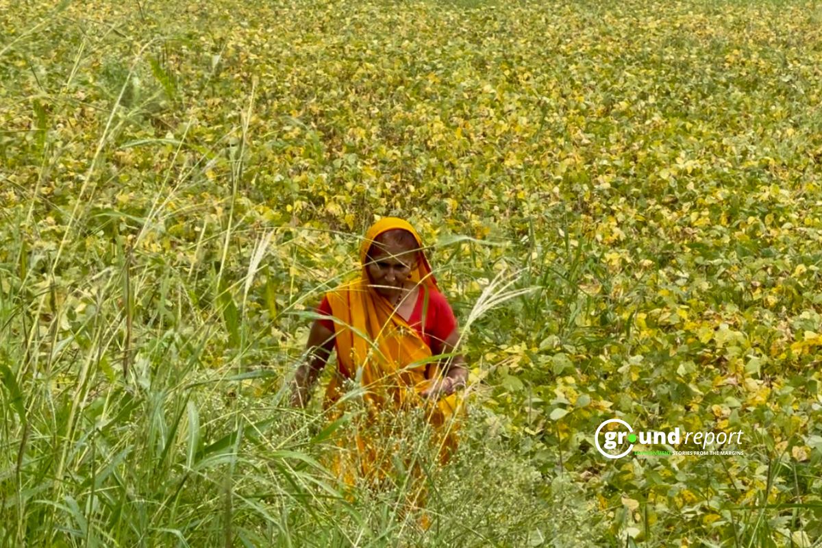 उज्जैन के किसान सोयाबीन की जेएस 95-60 किस्म से क्यों दूरी बना रहे हैं?