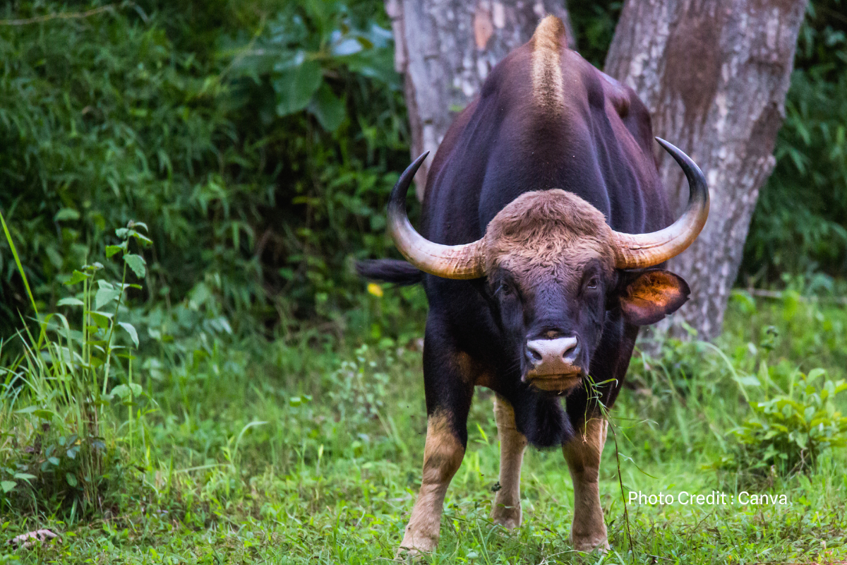 वन विभाग और भारतीय वन्यजीव संस्थान के प्रयास से संजय डुबरी में गौर की वापसी