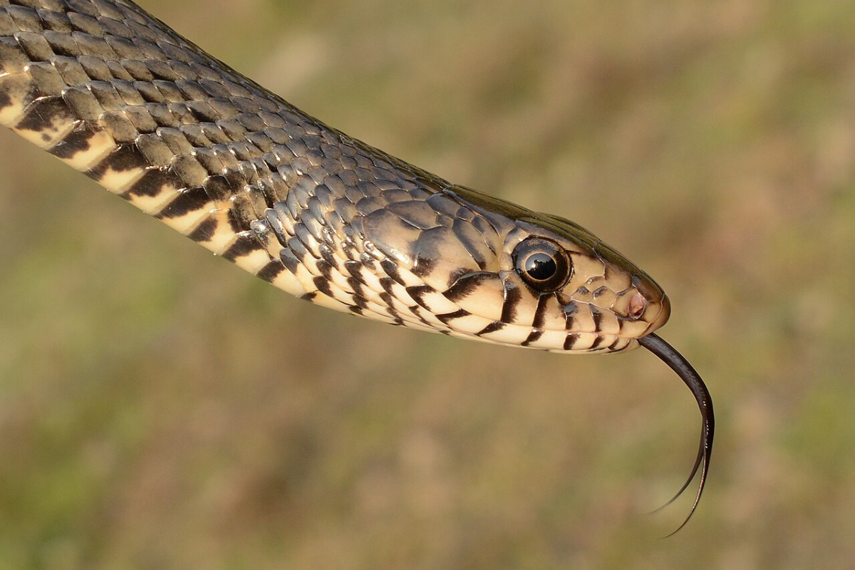Snake Bite Surge in Kerala
