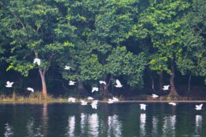 Wetlands in Bihar