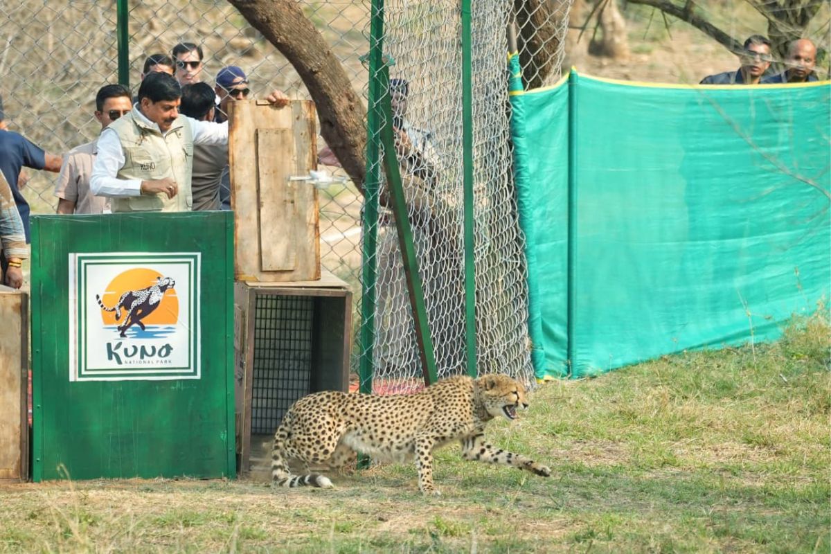 Dr mohan yadav CM MP Cheetah Kuno