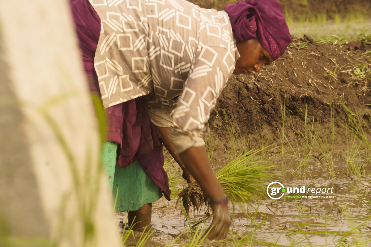 A female agricultural laborer transplanting paddy seedlings in the field, Mugaliya Chhap village, Photo by Rajeev Tyagi