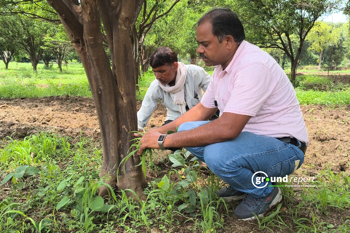 Orange Orchards in Danger in Rajgarh