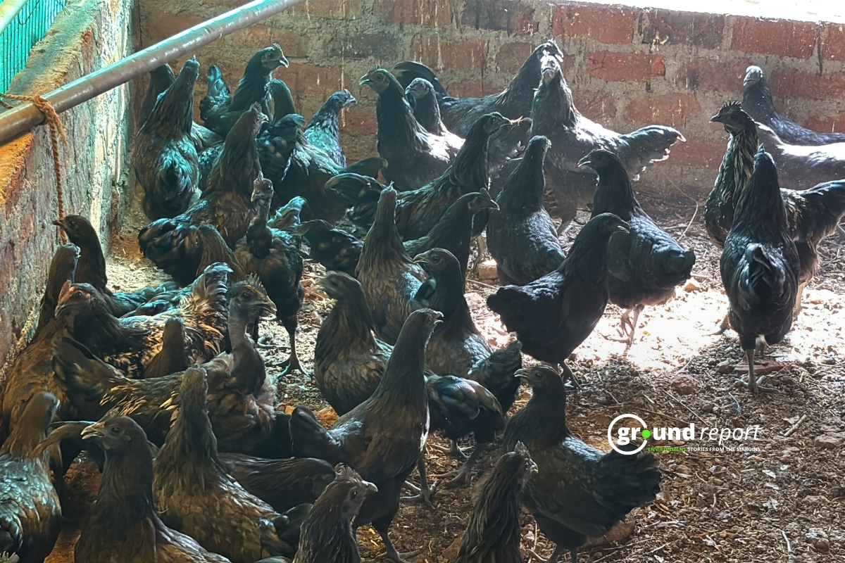 Kadaknath Farming In Jhabua