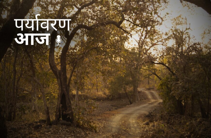 MP Forests