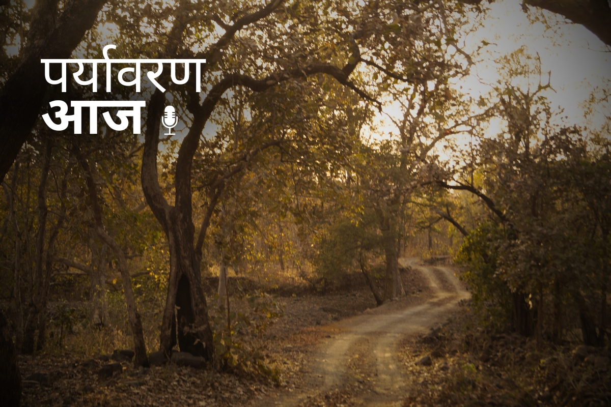 MP Forests